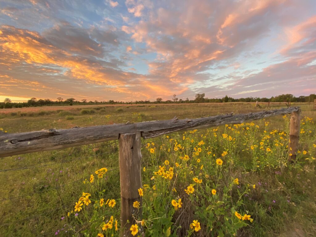 Ebbaness online fence flowers